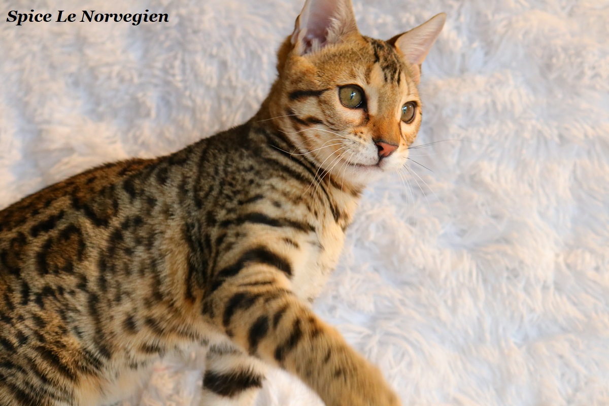 bengal brown